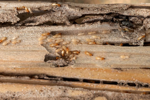 Best Wasp Removal Services  in Toppenish, WA